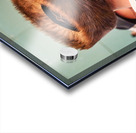 Orthodox Jews pray and read at the Wailing Wall in Jerusalem Acrylic print