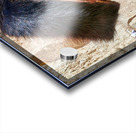 Orthodox Jews at Wailing Wall in Jerusalem during Prayer Time Acrylic print