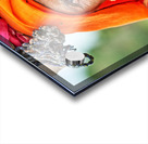 Portrait of an old woman in Rajasthan India wearing bright clot Acrylic print