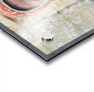 Portrait of a woman in Jaisalmer Rajasthan India Acrylic print