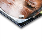 Old man in Rajasthan Jodhpur with a long beard and thoughtful ga Acrylic print