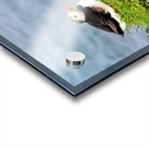 Puffin resting on grass by the sea in Borgarfjordur Eystri Acrylic print