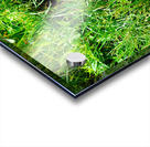 Puffin standing in grass at Borgarfjordur Eystri in Iceland Acrylic print