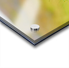 Puffin standing on grass in Borgarfjordur Eystri Iceland Acrylic print