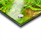 Two puffins resting in Borgarfjordur Eystri Iceland Acrylic print