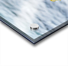 Puffin on rock at Borgarfjordur Eystri in Iceland by the ocean Acrylic print