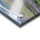 Ingjaldsoll church stands in a field of flowers in Iceland Acrylic print