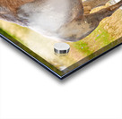 Wild american bison in Yellowstone National Park during summer Acrylic print