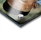 Elderly man with a beard in Bukhara Uzbekistan Acrylic print