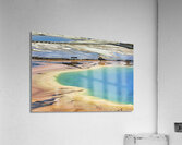 A bison crossing Grand Prismatic Spring at the Yellowstone National Park. Wyoming. USA. Acrylic Print