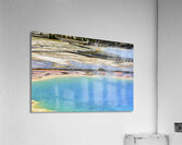 A bison crossing Grand Prismatic Spring at the Yellowstone National Park. Wyoming. USA. Acrylic Print