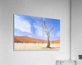 Namibia. Deadvlei clay pan. Namib Naukluft National Park. A dried out dead camel thorn Vachellia erioloba Acrylic Print
