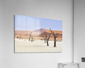 Namibia. Deadvlei clay pan. Namib Naukluft National Park. A dried out dead camel thorn Vachellia erioloba Acrylic Print