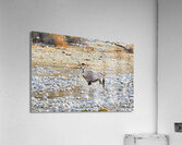 Namibia. Etosha National Park. A Gemsbok Oryx drinking at a waterhole Acrylic Print