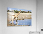Namibia. Etosha National Park. Giraffe drinking at a waterhole Acrylic Print