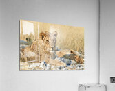 Namibia. Etosha National Park. A lion in the wild Acrylic Print