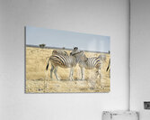 Namibia. Etosha National Park. Zebras cuddling in the wild Acrylic Print