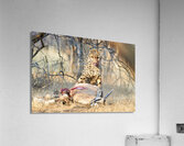 Namibia. Cheetah after a kill in Okonjima Reserve Acrylic Print