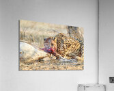 Namibia. Cheetah after a kill in Okonjima Reserve Acrylic Print
