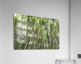 Japan. Kyoto. Arashiyama Bamboo Grove Acrylic Print