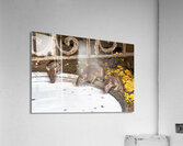 India Rajasthan. Shree Karni Mataj Temple The temple of thousands rats in Deshnok Acrylic Print