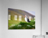 Puffins in Borgarfjörður Eystri reserve sanctuary. Iceland Acrylic Print