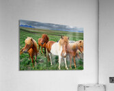 Wild Horses in Iceland Acrylic Print