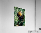 Pakistan. Life in a Kalash Village in Bumburet Valley Acrylic Print