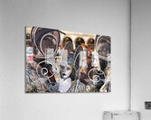 Venice Italy. The Carnival Acrylic Print