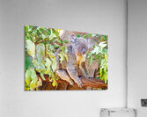 Koala sits on a branch surrounded by eucalyptus leaves. Acrylic Print