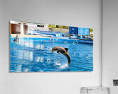 Dolphins perform tricks at Oceanografic in Valencia Spain Acrylic Print