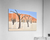 Dried camel thorn trees in Deadvlei pan in Namibia Acrylic Print