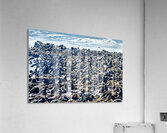 Cape fur seal colony on Skeleton Coast at Cape Cross in Namibia Acrylic Print