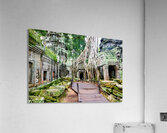 Massive tree roots engulf ancient temple ruins with moss. Acrylic Print