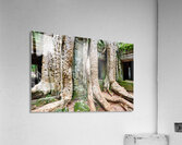 Giant tree roots engulf ancient temple ruins. Acrylic Print