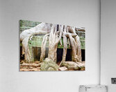 Massive tree roots dominate ancient mossy temple structure. Acrylic Print