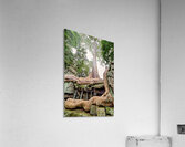 Giant tree roots engulf ancient temple ruins. Acrylic Print