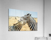 Zebras cuddle together in the wild at Etosha National Park in Na Acrylic Print