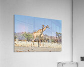 Giraffes walking together in Etosha National Park Namibia Acrylic Print