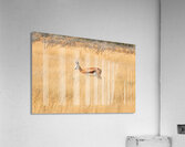 Springbok gazelle antelope walking in Etosha National Park Namib Acrylic Print