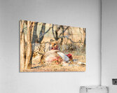 Cheetah feeding on its kill in Okonjima Reserve Namibia Acrylic Print
