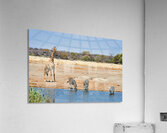 Giraffe and zebras drink water together at a waterhole in Namibi Acrylic Print