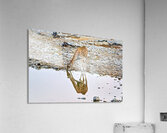 Giraffe drinks water at a waterhole in Etosha National Park Nam Acrylic Print