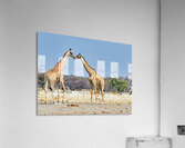 Giraffes cuddling in Etosha National Park in Namibia Acrylic Print