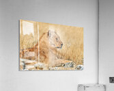 Lion resting in Etosha National Park Namibia during the day Acrylic Print