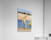 Giraffe drinks water at a waterhole in Etosha National Park Nami Acrylic Print