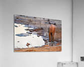 Elephant drinks at waterhole during sunset in Etosha National Pa Acrylic Print