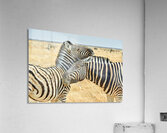 Zebras cuddle in Etosha National Park in Namibia during daylight Acrylic Print