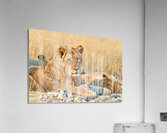 Lion resting in Etosha National Park Namibia during daylight ho Acrylic Print