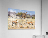 Giraffes and springboks in Etosha National Park Namibia Acrylic Print